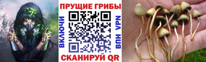 blacksprut ссылки  Урус-Мартан  Галлюциногенные грибы GOLDEN TEACHER  сколько стоит 